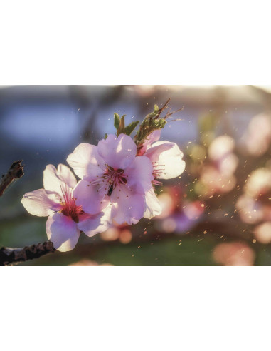 FEMME VITAL GEMMO BUNDLE - Selected buds for...