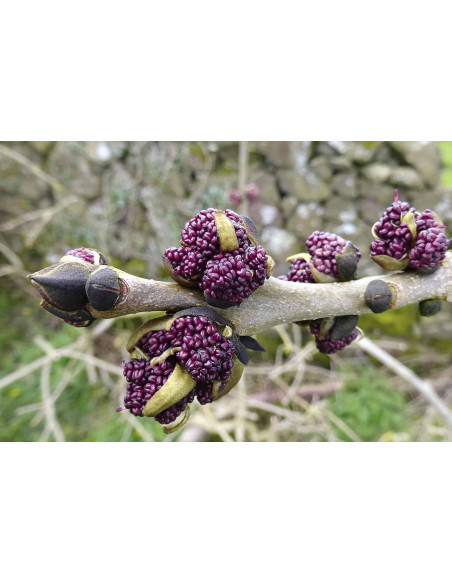 ORTHO VITAL GEMMO BUNDLE - Selected buds to strengthen bones, tendons and ligaments with books by specialist Peter Emmrich