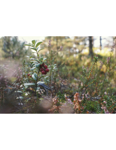 FEMME VITAL GEMMO BUNDLE - Selected buds for...