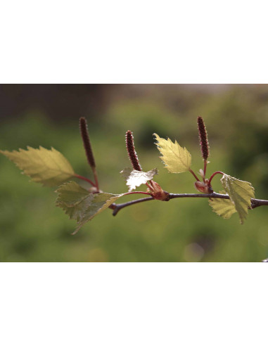 FEMME VITAL GEMMO BUNDLE - Selected buds for...