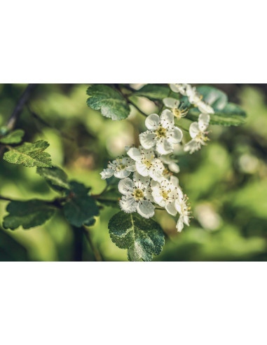 PRENATAL VITAL GEMMO BUNDLE - Ausgewählte...