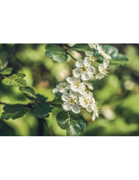 PRENATAL VITAL GEMMO BUNDLE - Ausgewählte Knospen zur Unterstützung der Frauengesundheit mit Literatur von Peter Emmrich