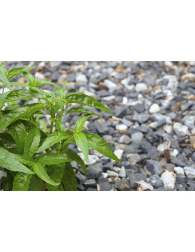 Chiretta tintura officinale ayurvedica gocce o...