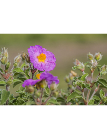 CISTUS INCANUS BIO