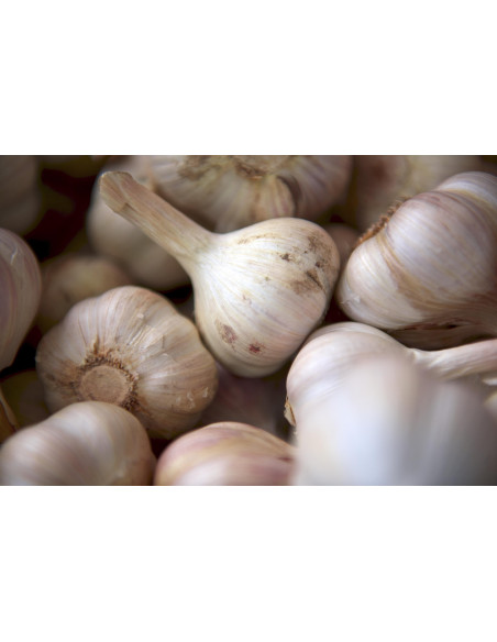 Aglio tintura madre ayurvedica gocce o spray | ALLIUM SATIVUM