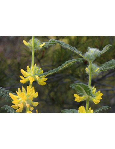 ASTRAGALUS MEMBRANACEUS