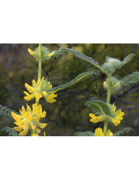ASTRAGALUS MEMBRANACEUS