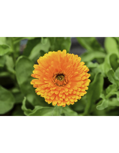 Calendula bio tintura madre ayurvedica gocce o...