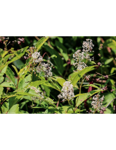 CEANOTHUS AMERICANUS