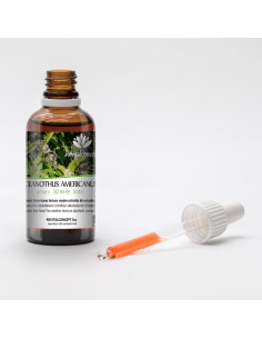 CEANOTHUS AMERICANUS 2