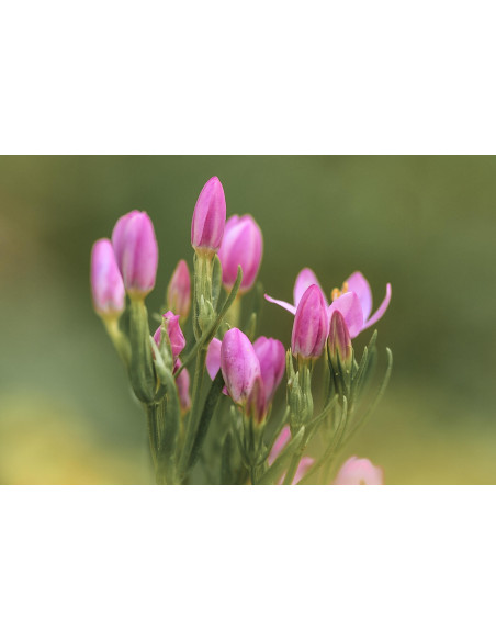 CENTAURIUM ERYTHRAEA