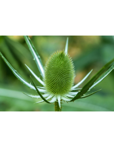 Cardo dei Lanaioli selvatico tintura madre...