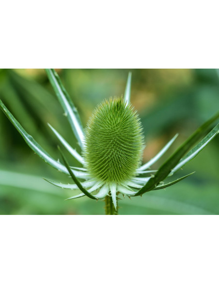 Cardo dei Lanaioli selvatico tintura madre gocce o spray | DIPSACUS SATIVUS