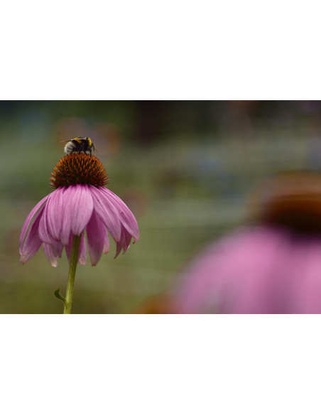 ECHINACEA ANGUSTIFOLIA