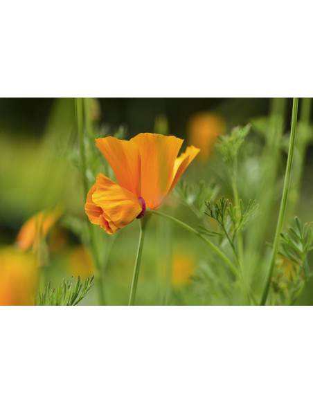 Escolzia tintura madre gocce o spray | ESCHSCHOLZIA CALIFORNICA