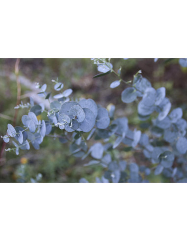 Eucalipto bio tintura madre gocce o spray |...