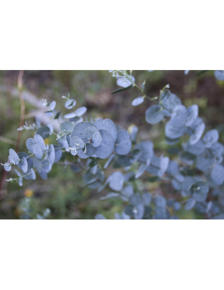 Eucalipto bio tintura madre gocce o spray | EUCALYPTUS GLOBULUS BIO
