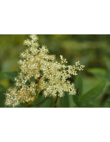Meadowsweet organic mother tincture drops or...