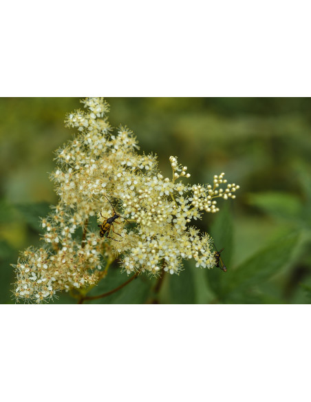 Meadowsweet organic mother tincture drops or spray | FILIPENDULA ULMARIA BIO