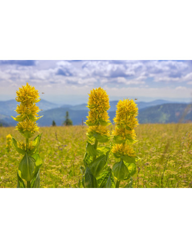 Genziana tintura madre gocce o spray | GENTIANA...