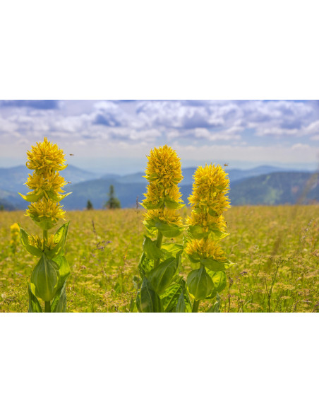Genziana tintura madre gocce o spray | GENTIANA LUTEA