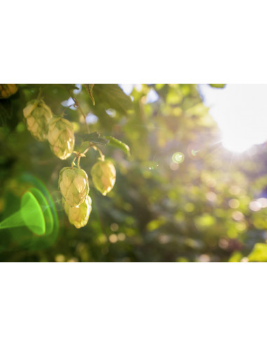 HUMULUS LUPULUS BIO