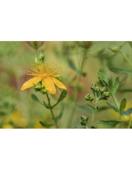 HYPERICUM PERFORATUM