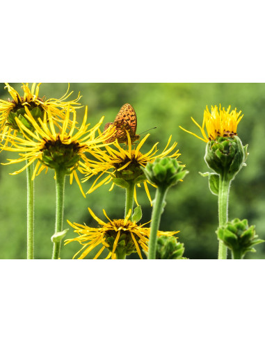 Enula Campana bio tintura madre ayurvedica...