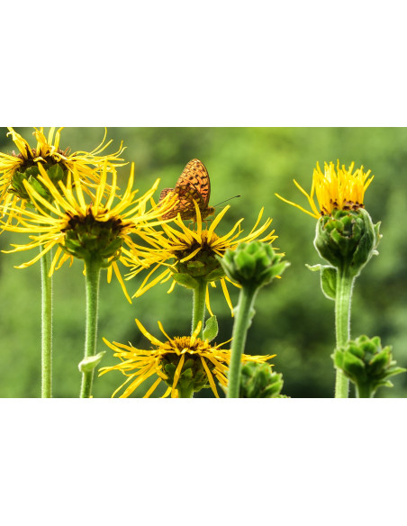 Enula Campana bio tintura madre ayurvedica gocce o spray | INULA HELENIUM BIO