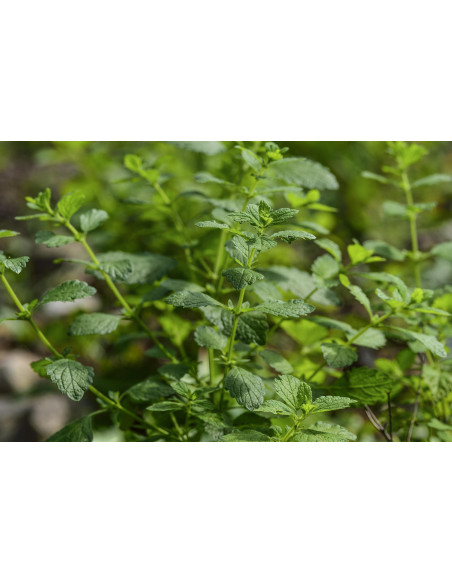 MELISSA OFFICINALIS