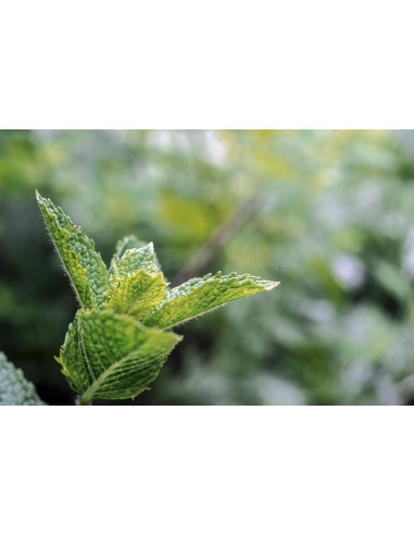 MENTHA PIPERITA