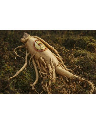 Korean Red Ginseng adaptogen officinal tincture...