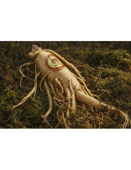 Korean Red Ginseng adaptogen officinal tincture drops or spray | PANAX GINSENG