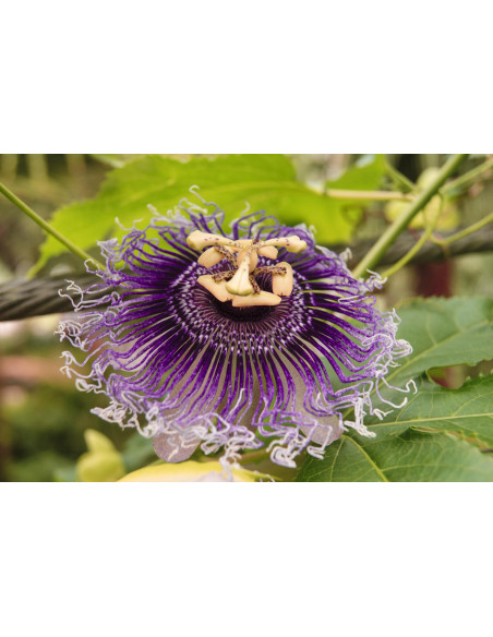 Passiflora tintura madre gocce o spray| PASSIFLORA INCARNATA