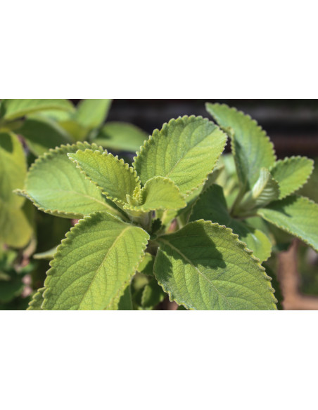 Boldo tintura officinale gocce o spray | PEUMUS BOLDUS