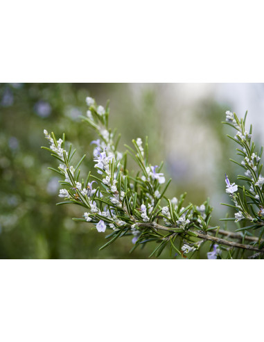 Rosemary organic mother tincture drops or spray...