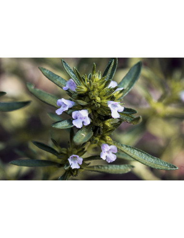 Santoreggia tintura madre gocce o spray |...