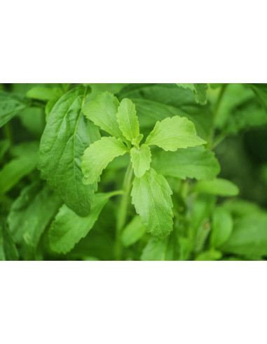 Stevia bio (Novel Food) tintura madre gocce o...