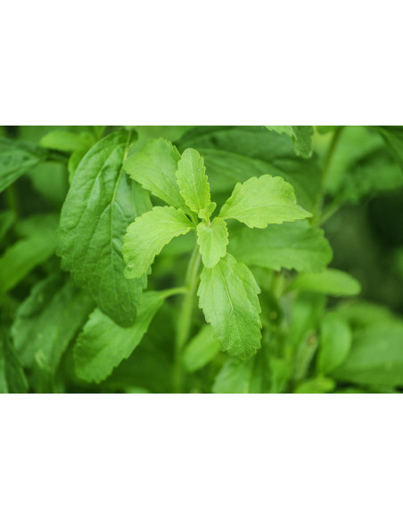 Stevia bio (Novel Food) tintura madre gocce o spray | STEVIA REBAUDIANA