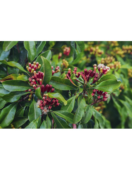 Chiodi di Garofano tintura officinale ayurvedica | SYZYGIUM AROMATICUM