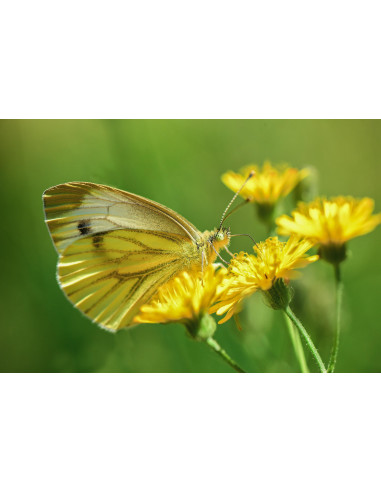 TARAXACUM OFFICINALE BIO