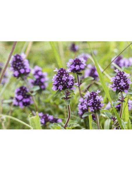 Common Thyme mother tincture drops or spray | THYMUS VULGARIS