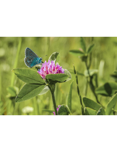 Trifoglio Rosso tintura madre gocce o spray |...