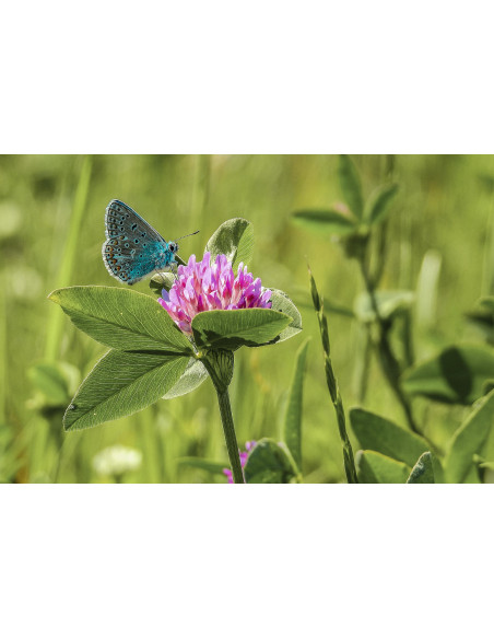 Trifoglio Rosso tintura madre gocce o spray | TRIFOLIUM PRATENSE