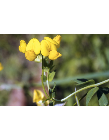 Fieno Greco bio tintura madre ayurvedica gocce...