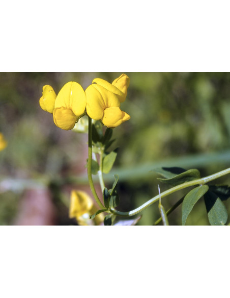 Fieno Greco bio tintura madre ayurvedica gocce o spray | TRIGONELLA FOENUM GRAECUM BIO