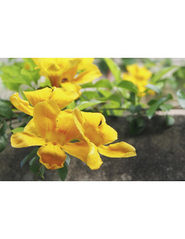 Cat's Claw Samento officinal tincture drops or...