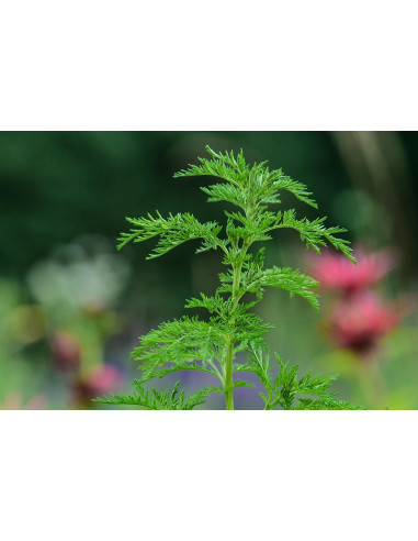 Artemisia Annua estratto secco 4:1 ad alto...