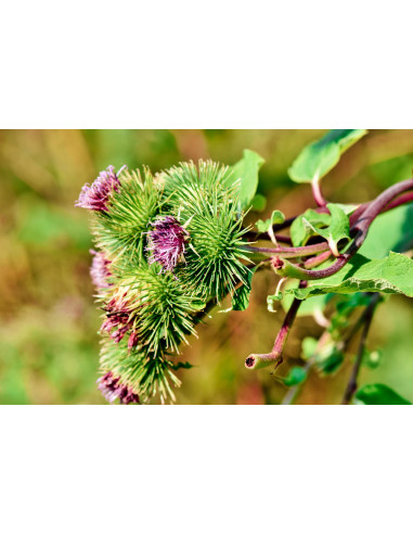 Bardana bio tintura madre gocce o spray |...