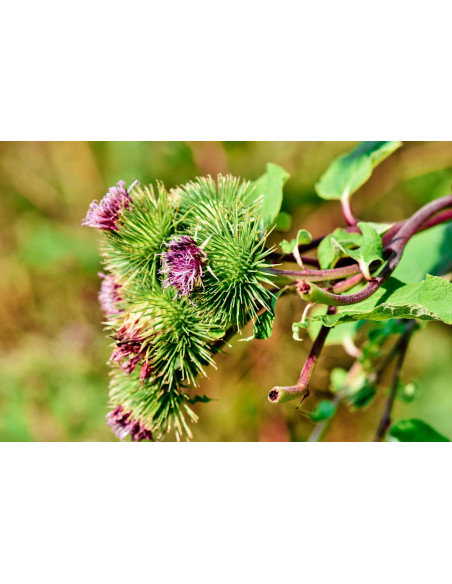 Bardana bio tintura madre gocce o spray | ARCTIUM LAPPA BIO